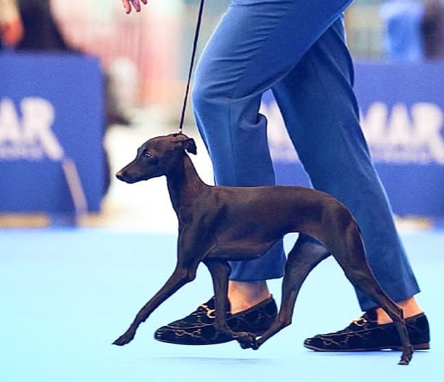 Publication : De La Squadra D'Elite