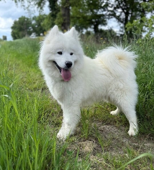 Publication : des Joyaux Des Ki Millacs 