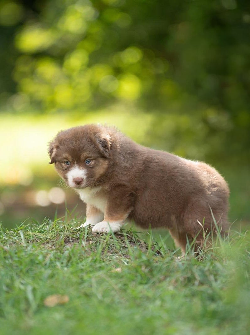 Publication : De La Tour Brune 