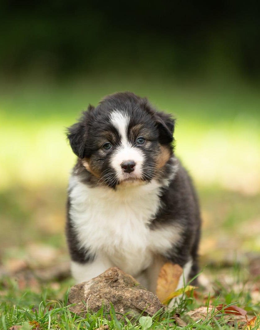 Publication : De La Tour Brune 