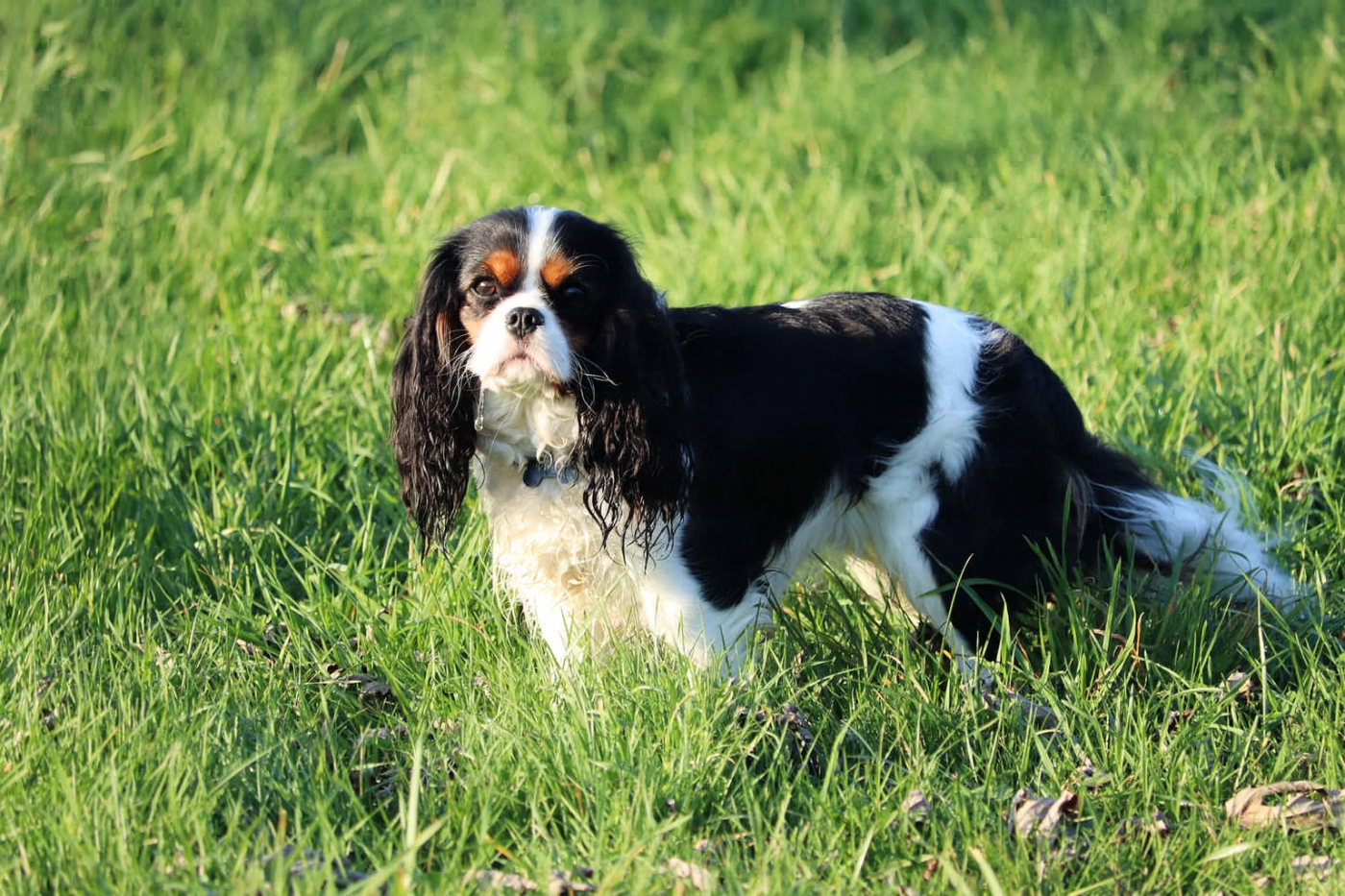 Publication : De L'Univers De Vega Auteur : Tânia