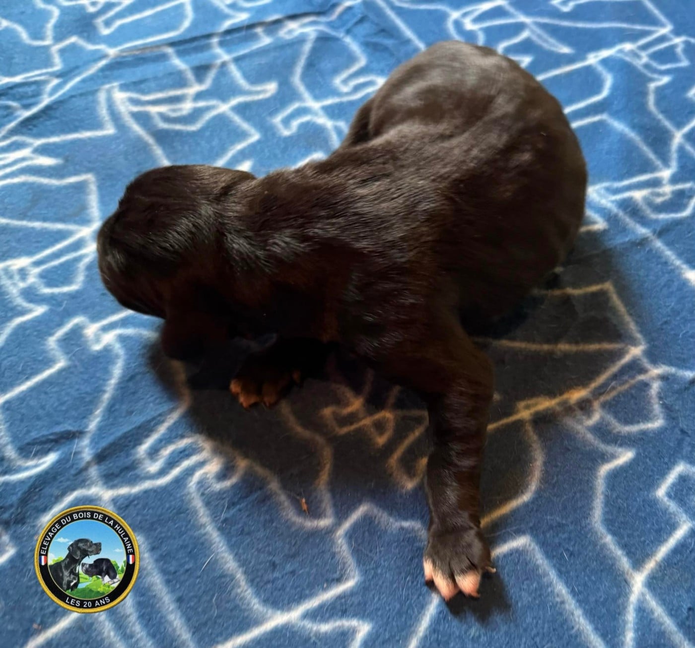 Publication : du bois de la Hulaine Auteur : PHILIPPE DUPAS