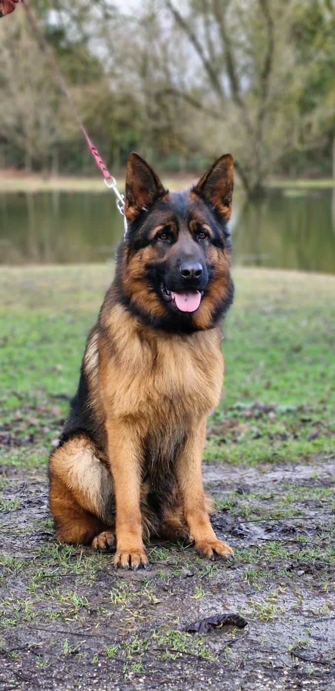 Publication : des contes de Gwelane Auteur : christine louis