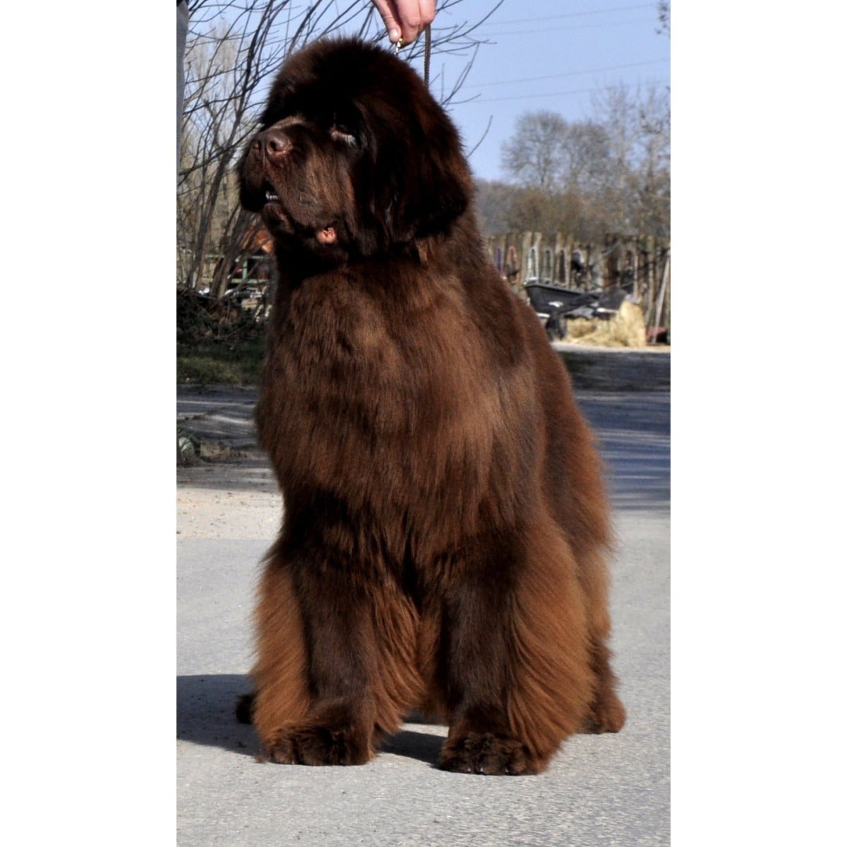 nandobears Victoria Secret