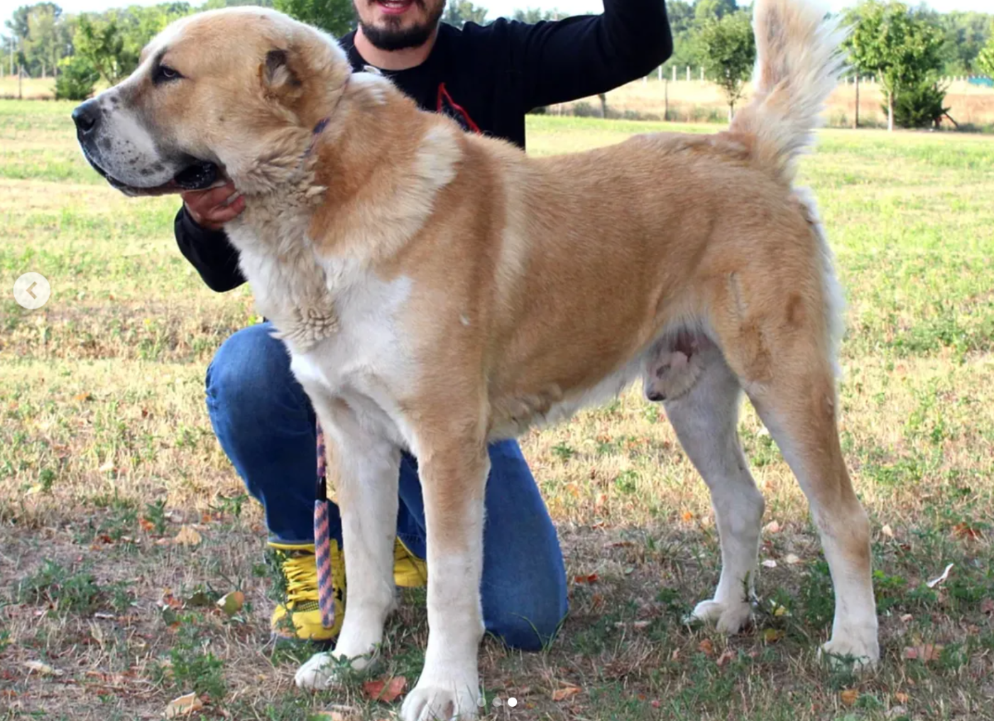 CH. Basare Togzhan Ala