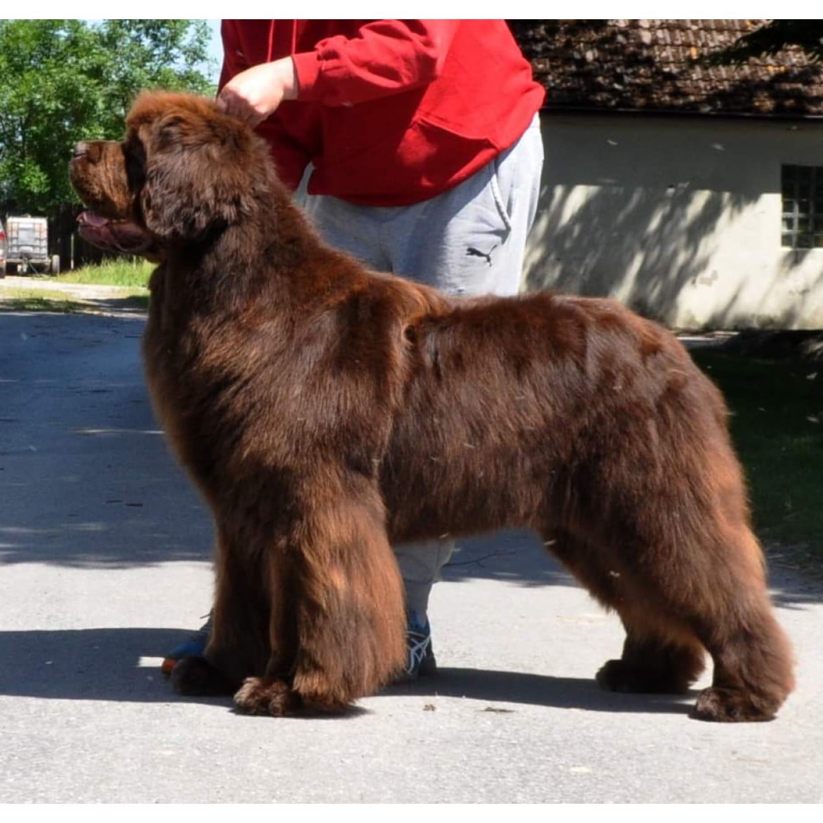 nandobears My Coo Ca Choo