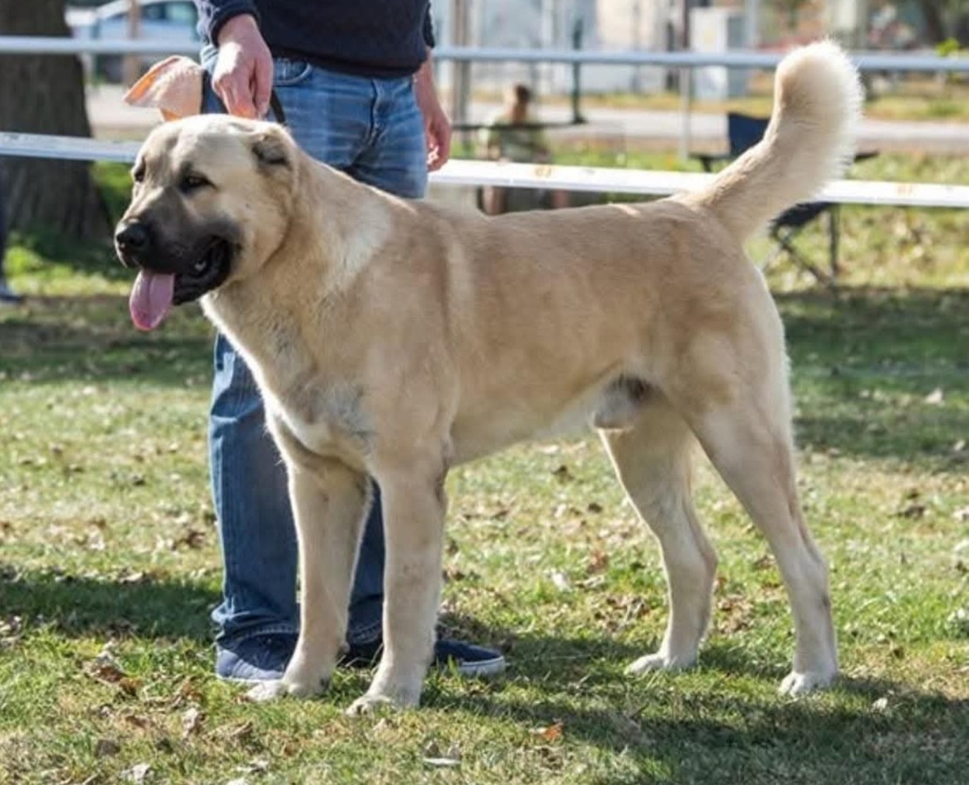 CH. uruk bash V-Grand