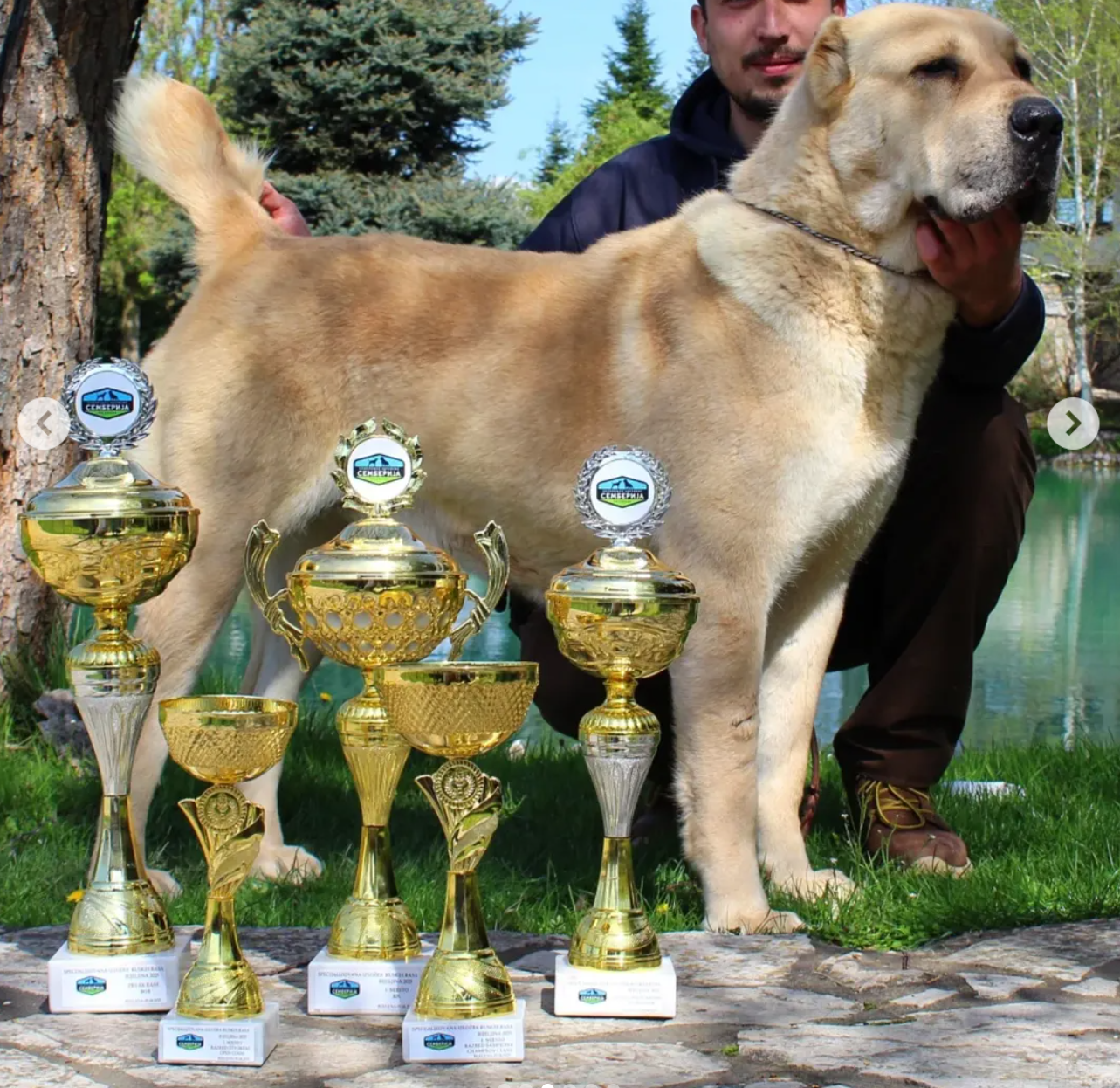 CH. Mitra Nikozor Alabay