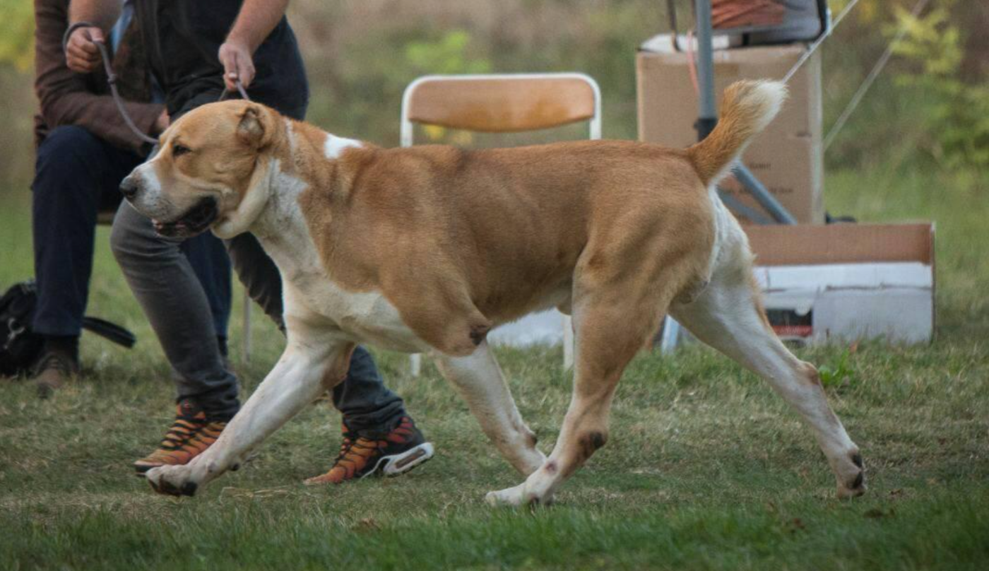 CH. Istochnik Fortuny Eger