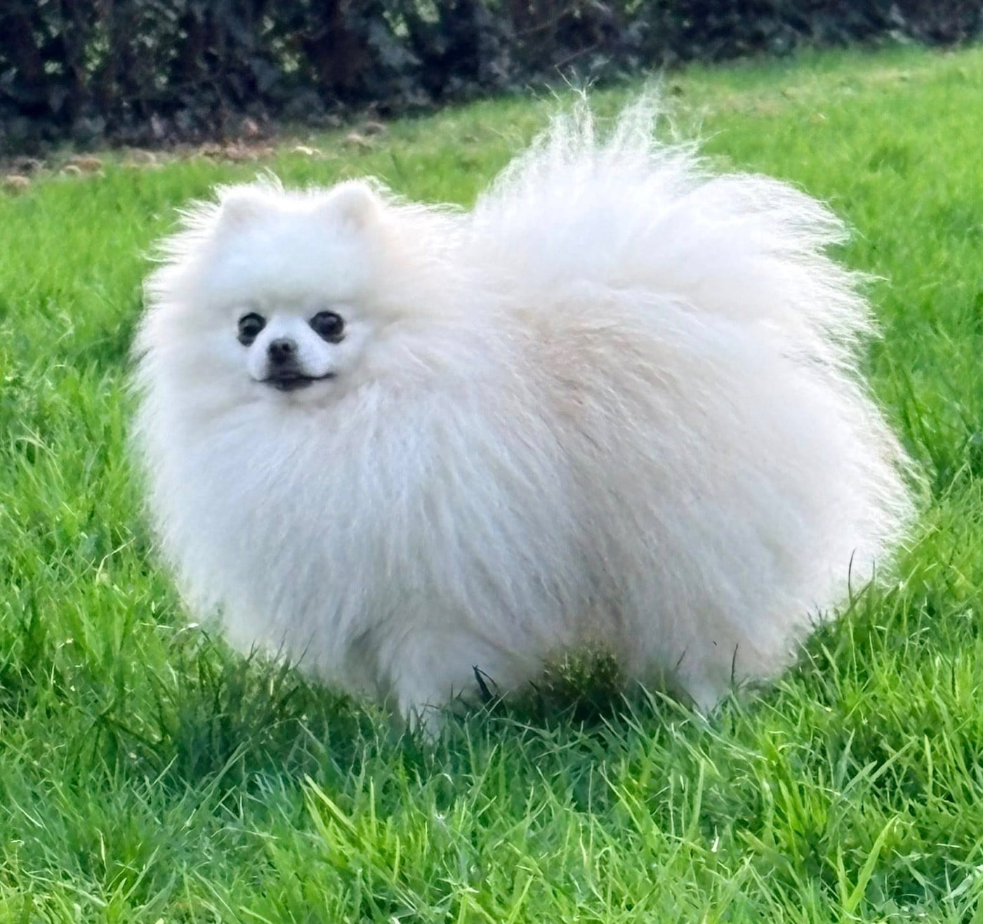 Publication : De Karantez