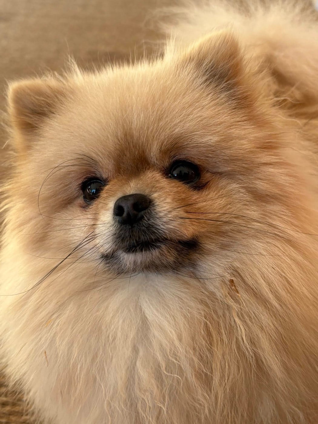 Publication : De Karantez 