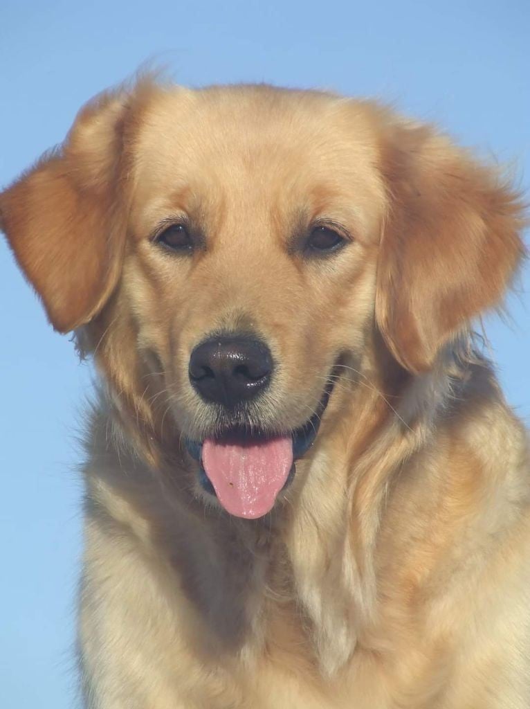 Publication : Du Bois Chenes Tauzains 