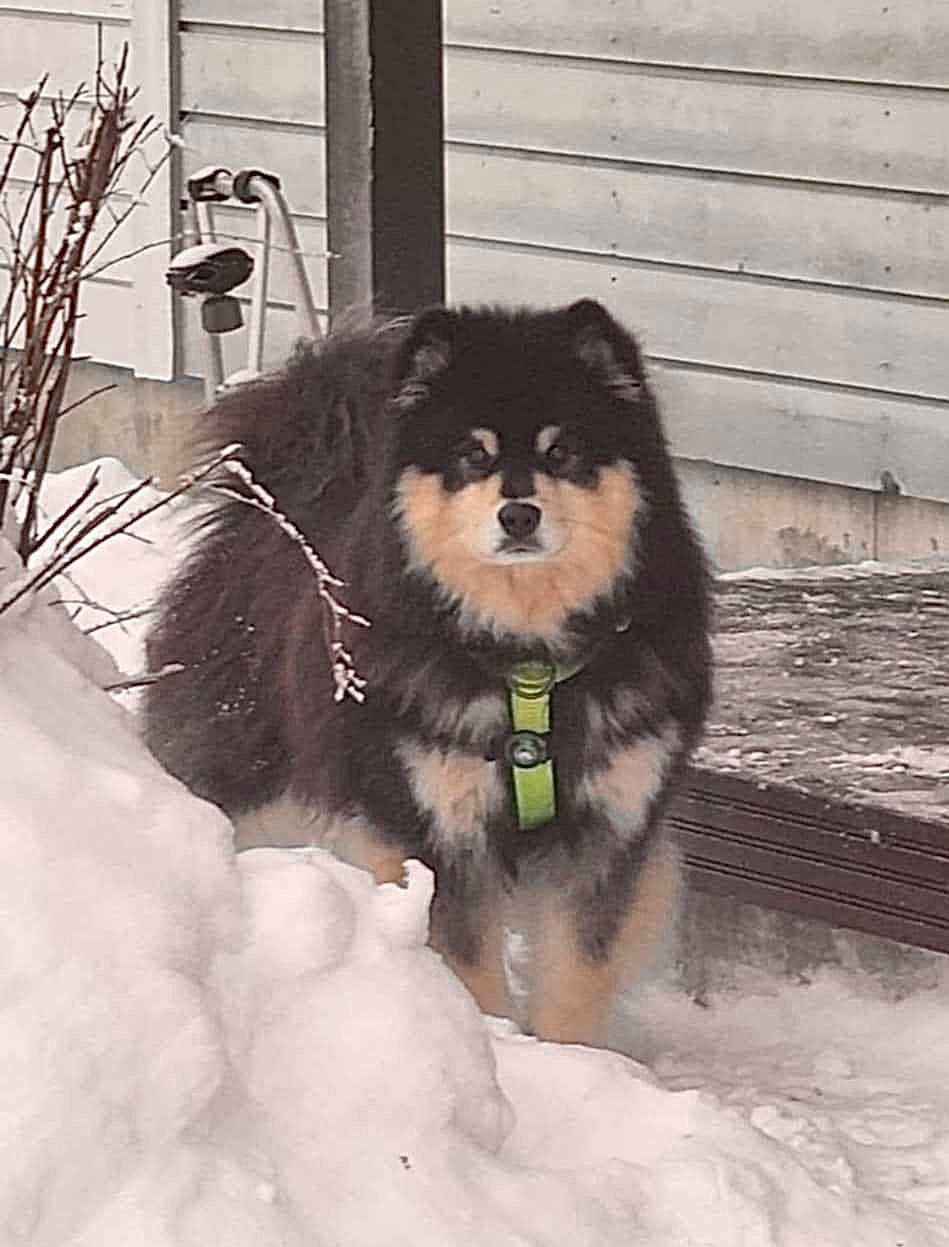 Publication : Landvaettir