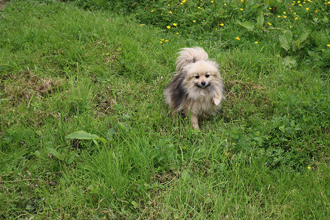 Publication : Des Dragons Maya