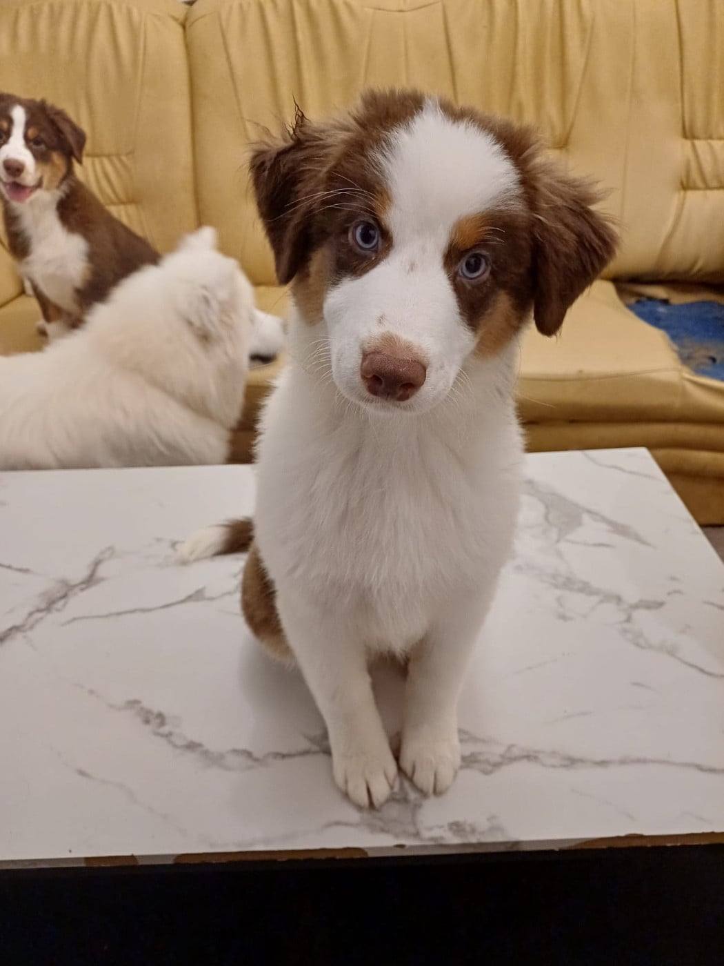 Publication : Du Domaine De L’Olympe Auteur : clement sebastien