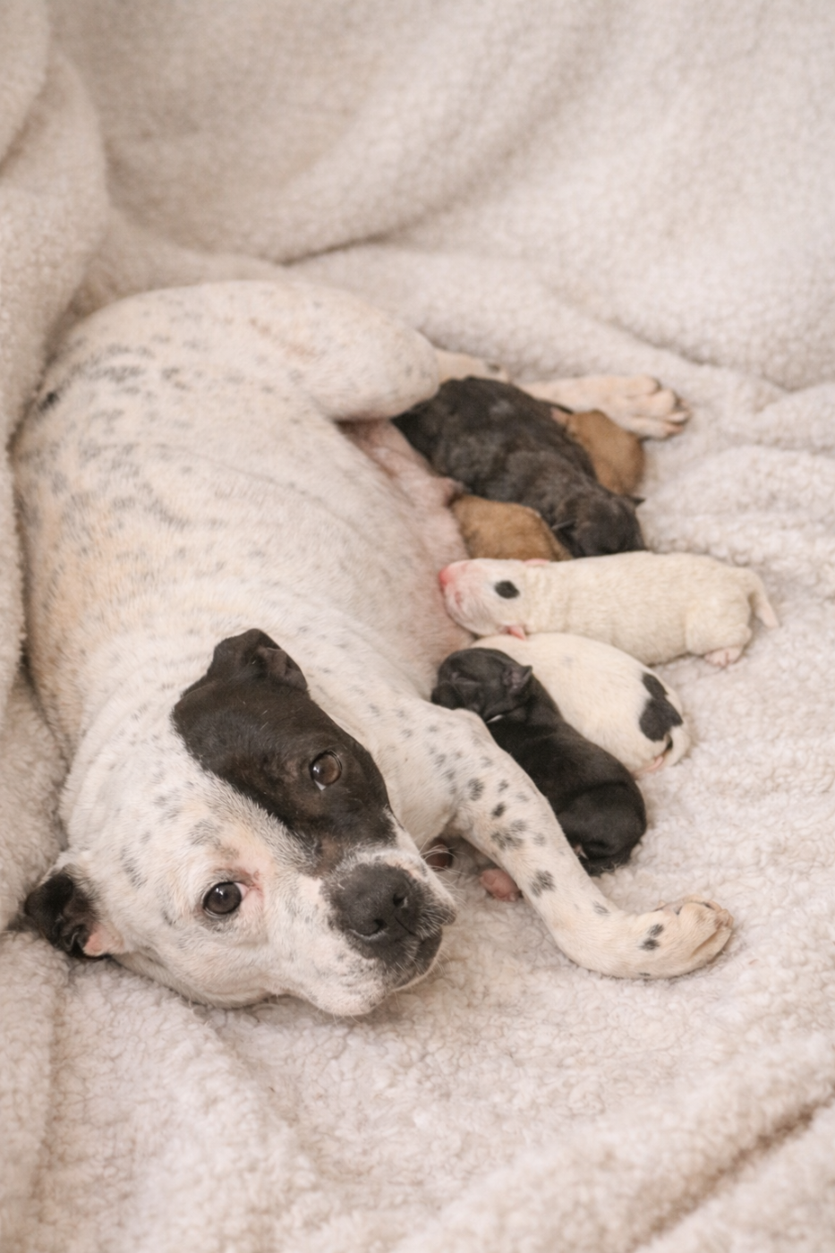 Publication : du royaume de nati