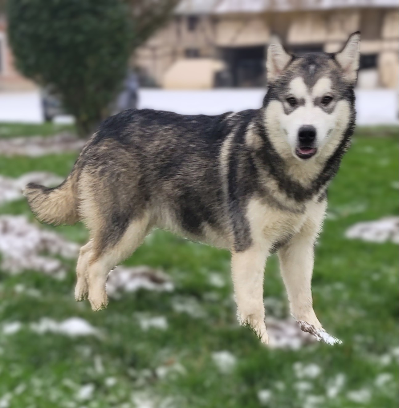 Publication : Des marais de courmont 