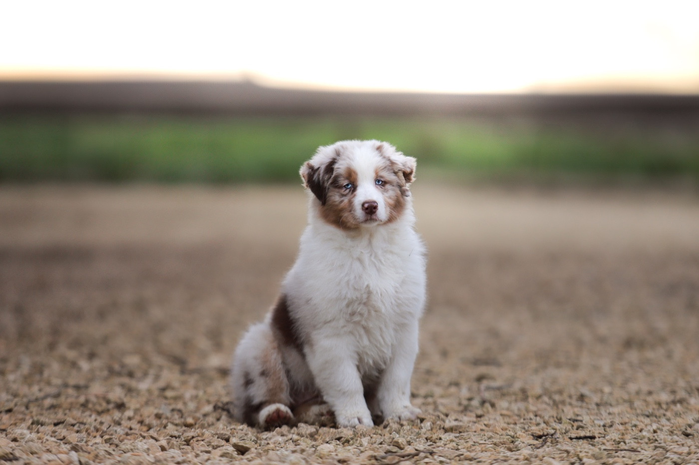 Publication : Of Truest Desire 