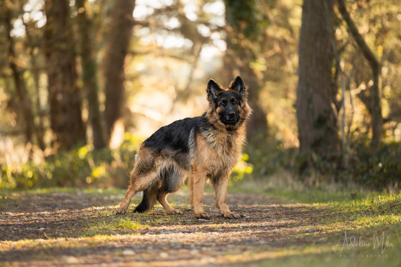 Publication : De L'Etoile D'Amély Auteur : Adeline Mln photographie