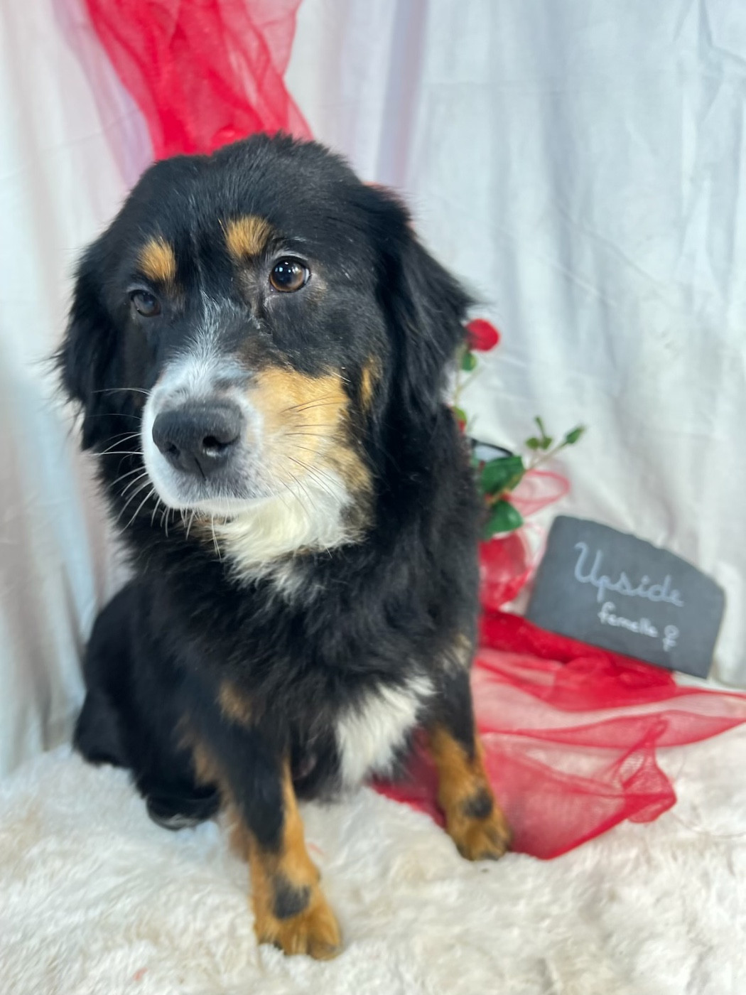 Publication : Des Montagnes Argentées