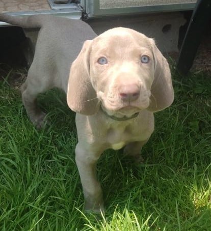 Publication : Des Lascars Du Mont Majo Auteur : Marie-Charlotte Roche