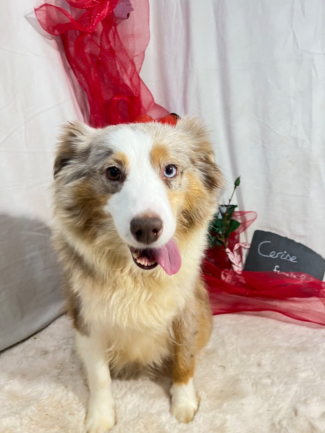 Publication : Des Montagnes Argentées