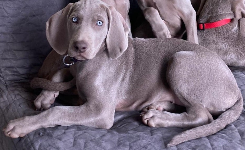 Publication : Des Lascars Du Mont Majo