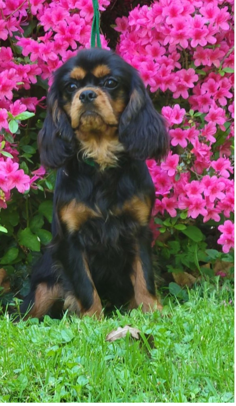 Publication : du moulin de l'Auray 