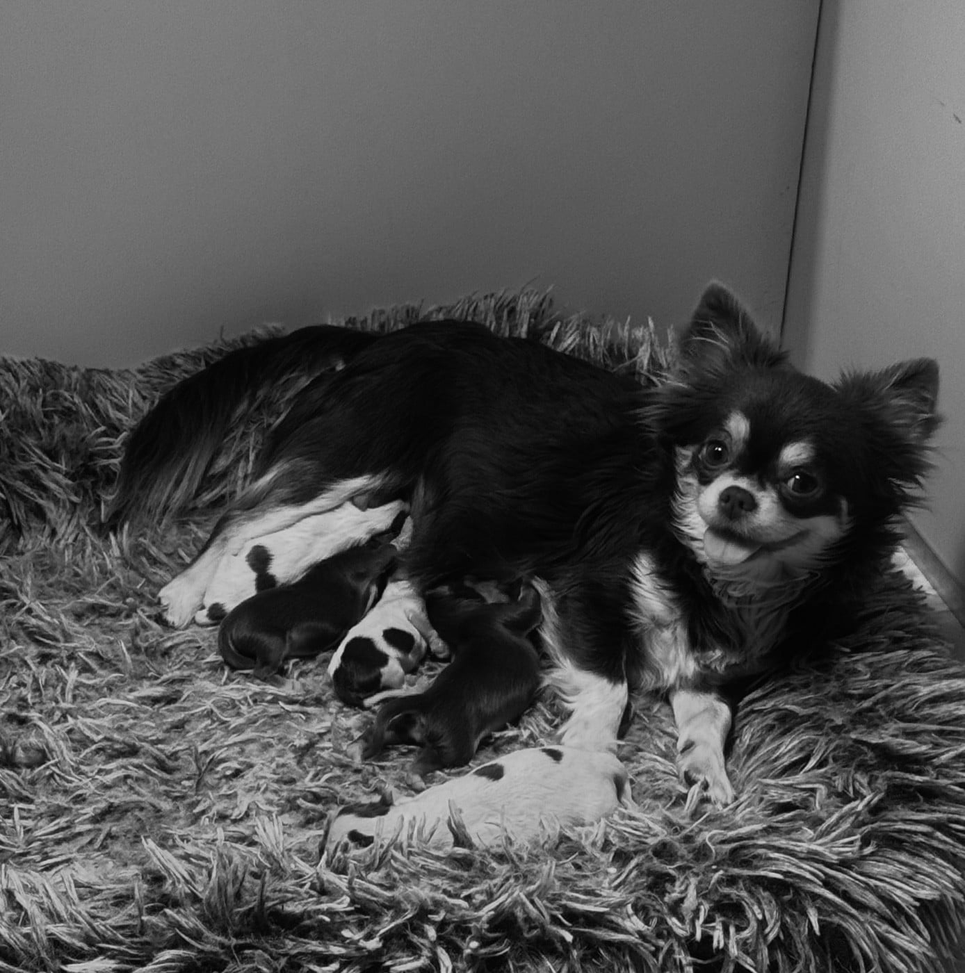 Publication : du clos du barrian