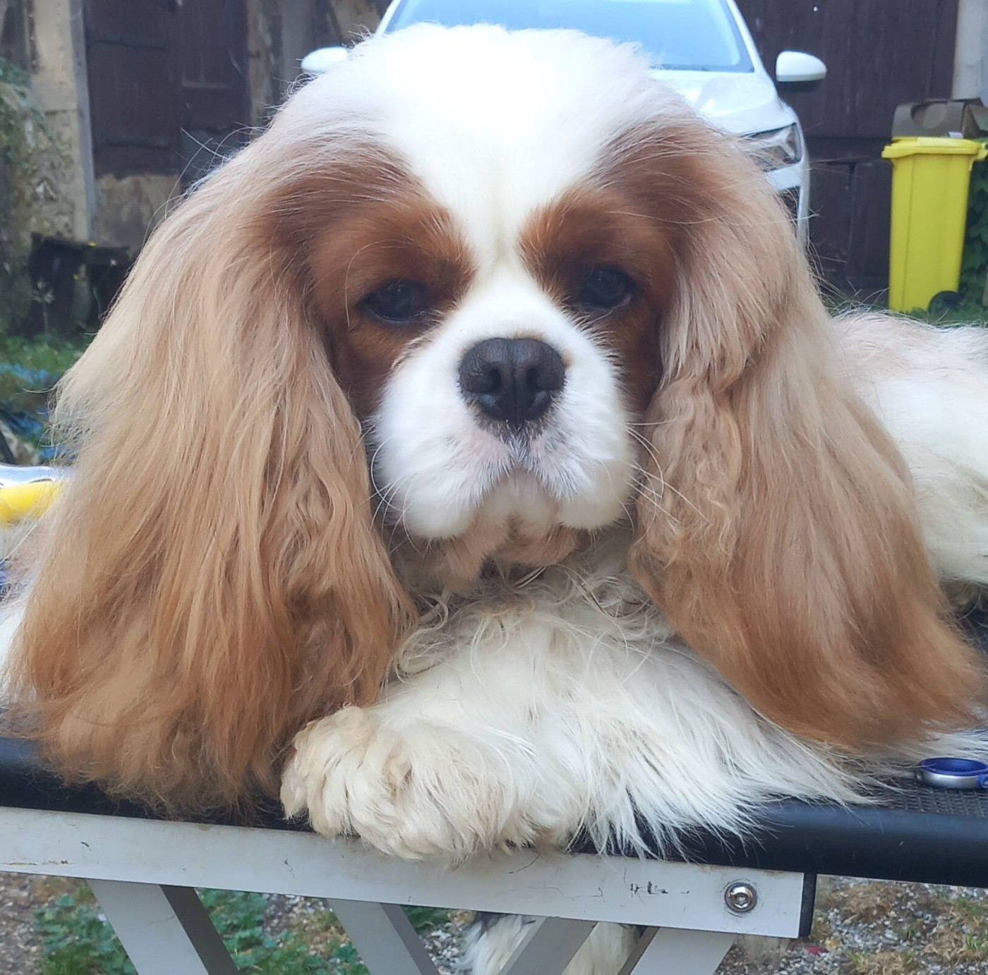 Publication : Du Souvenir Des Dicks 