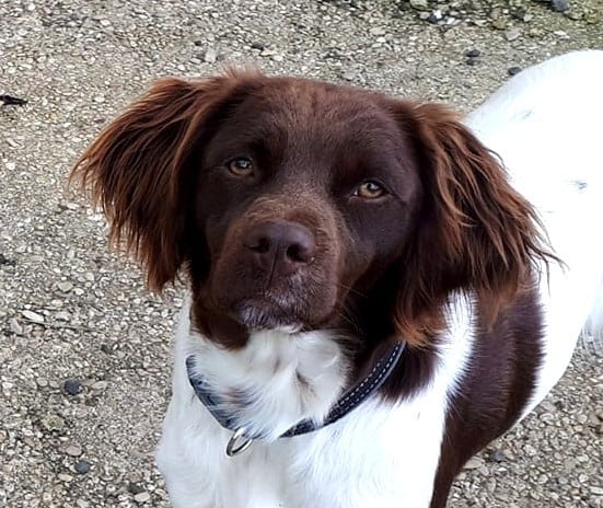 Publication : Des Bretons Carlésiens