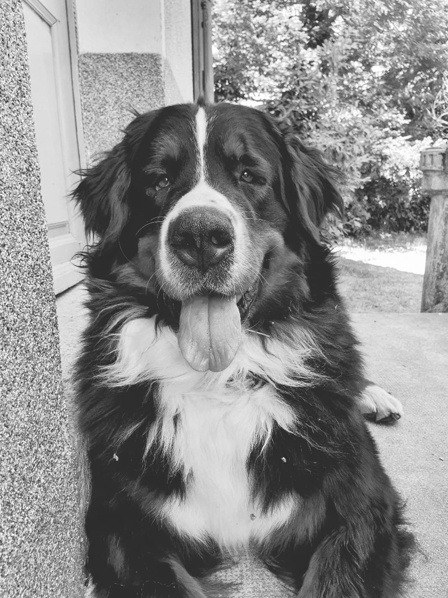 Publication : Du Coeur Du Limousin 