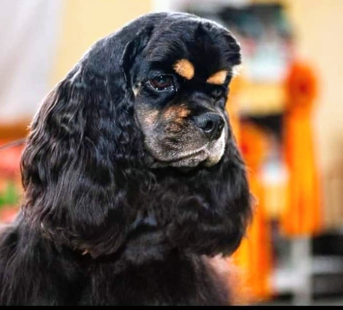 beauty gallery Cowboy from texas