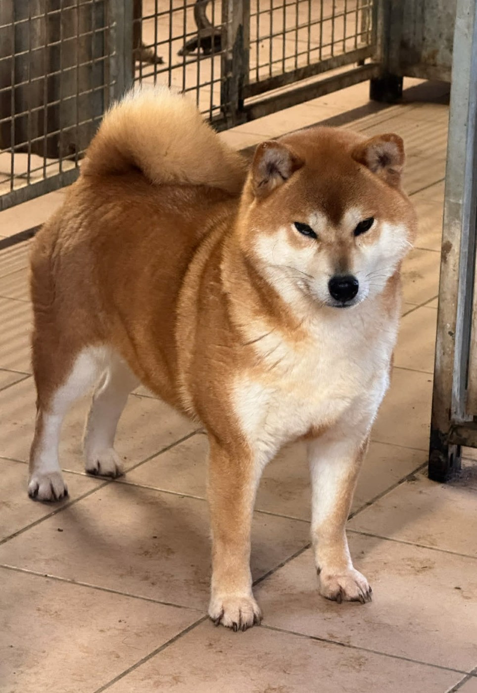 Publication : Go Sakura Kensha 