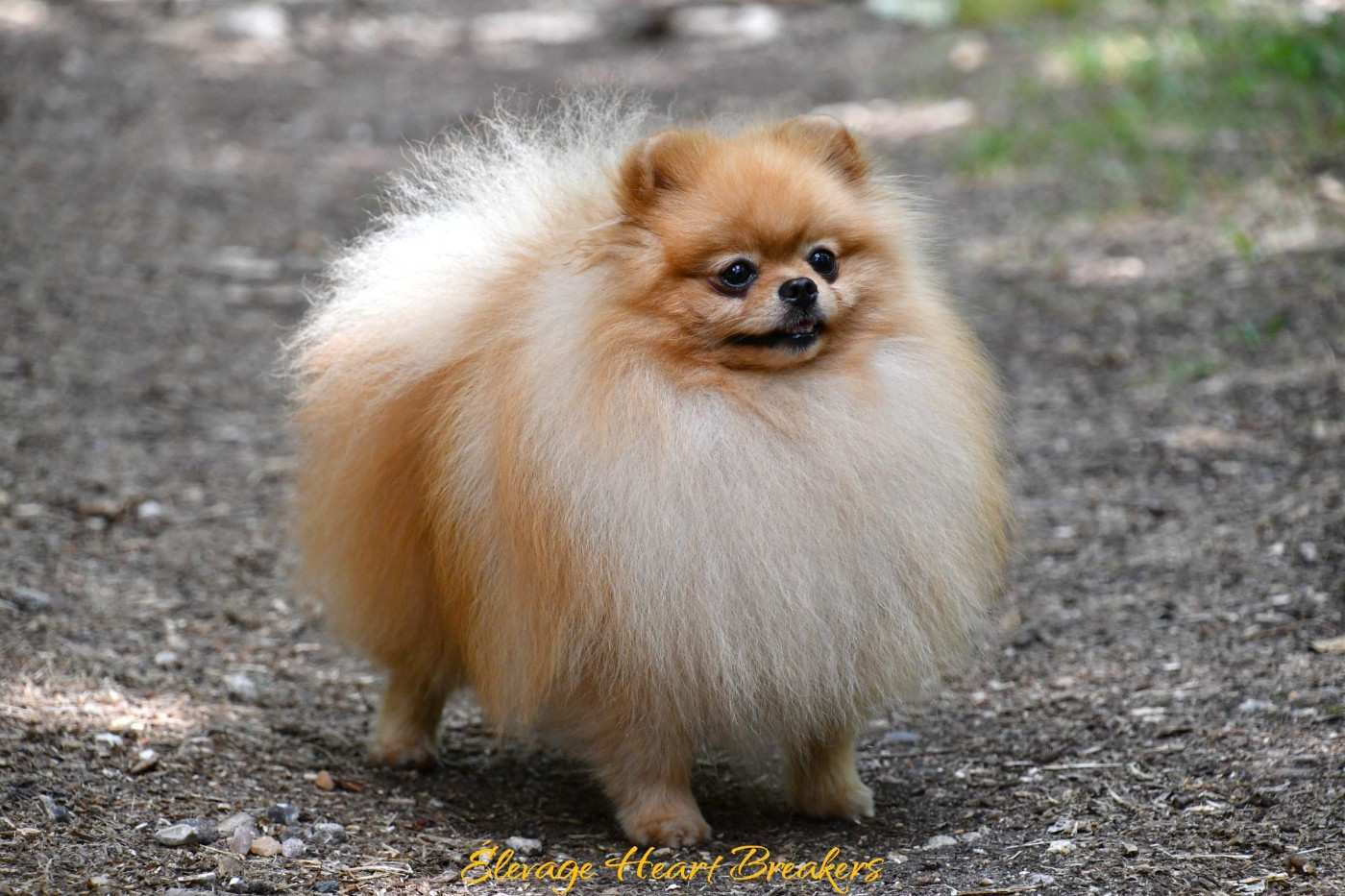 Publication : Elevage Heart Breakers Auteur : Élevage Heart Breakers