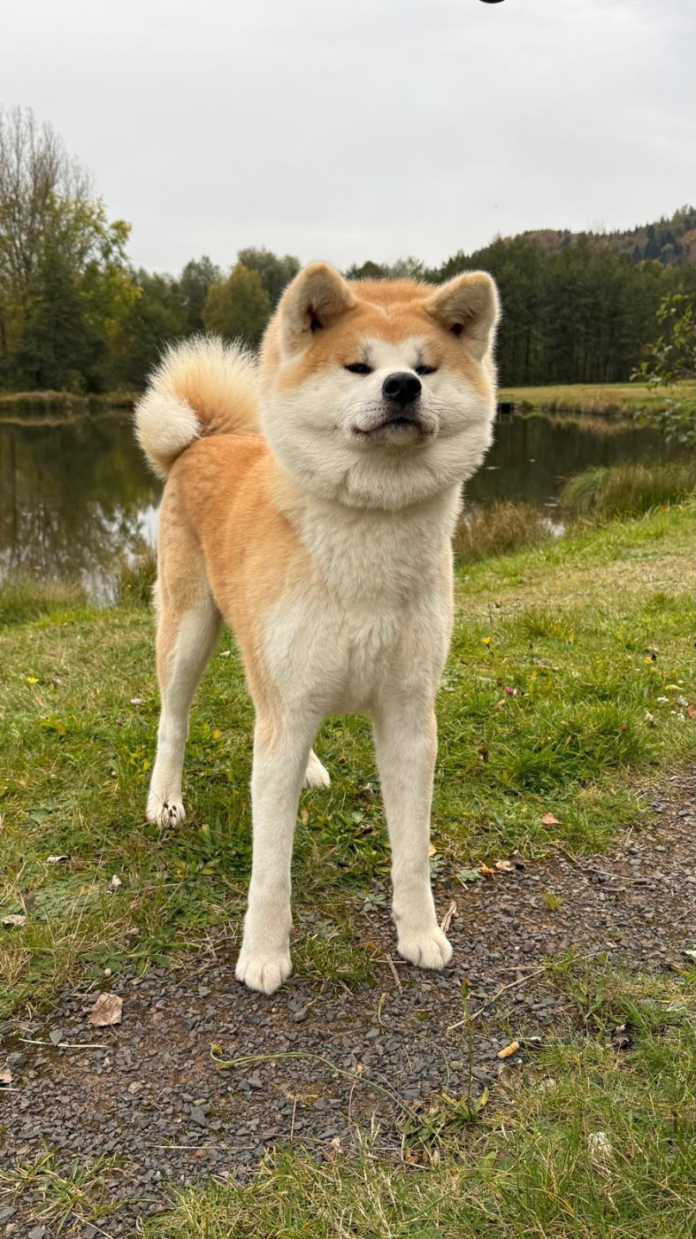 Publication : Des Dragons De Nishio 