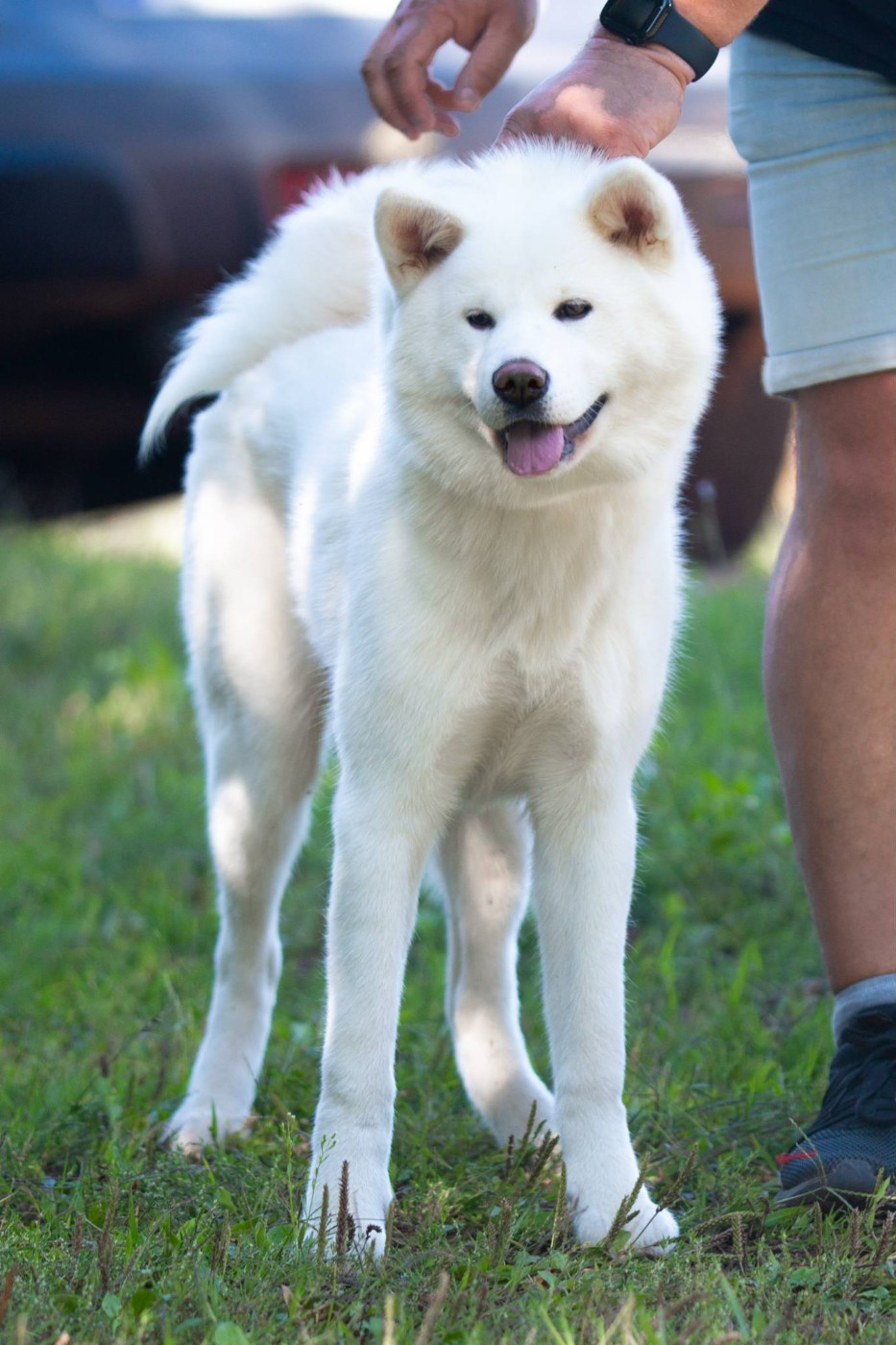 Publication : Des Dragons De Nishio 