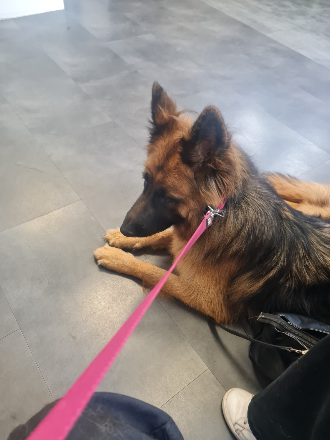 Publication : Du Tresors Canins De Nounours 