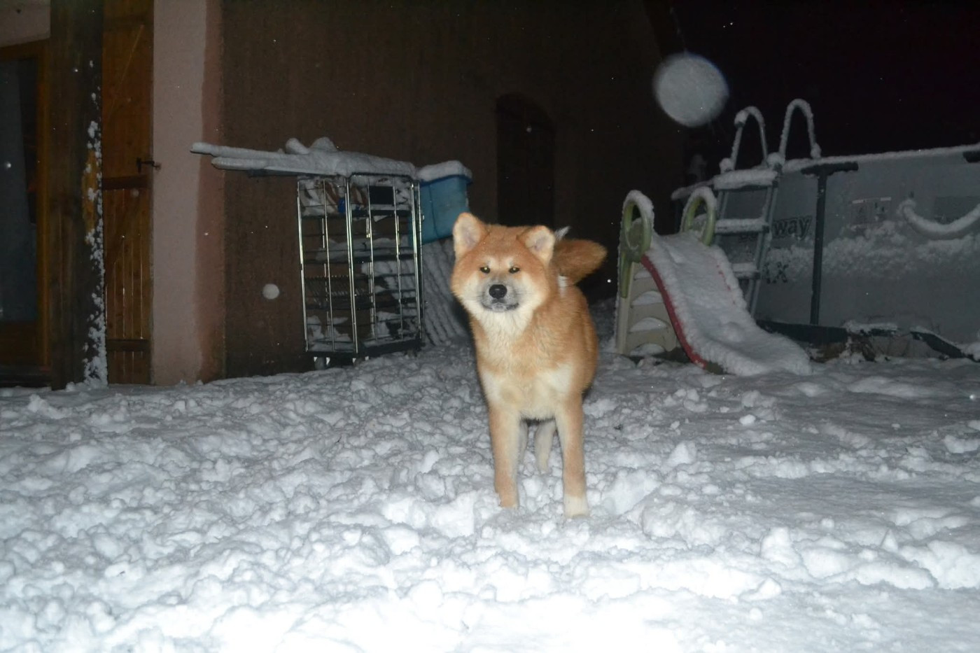 Publication : Des Dragons De Nishio