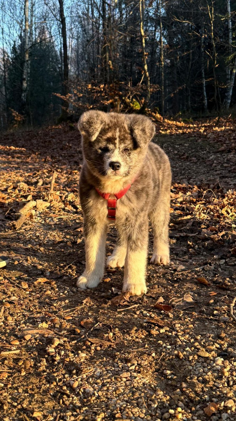 Publication : Des Dragons De Nishio