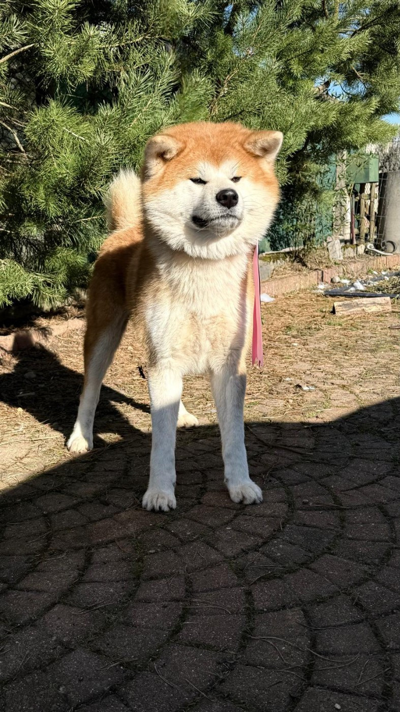 Publication : Des Dragons De Nishio