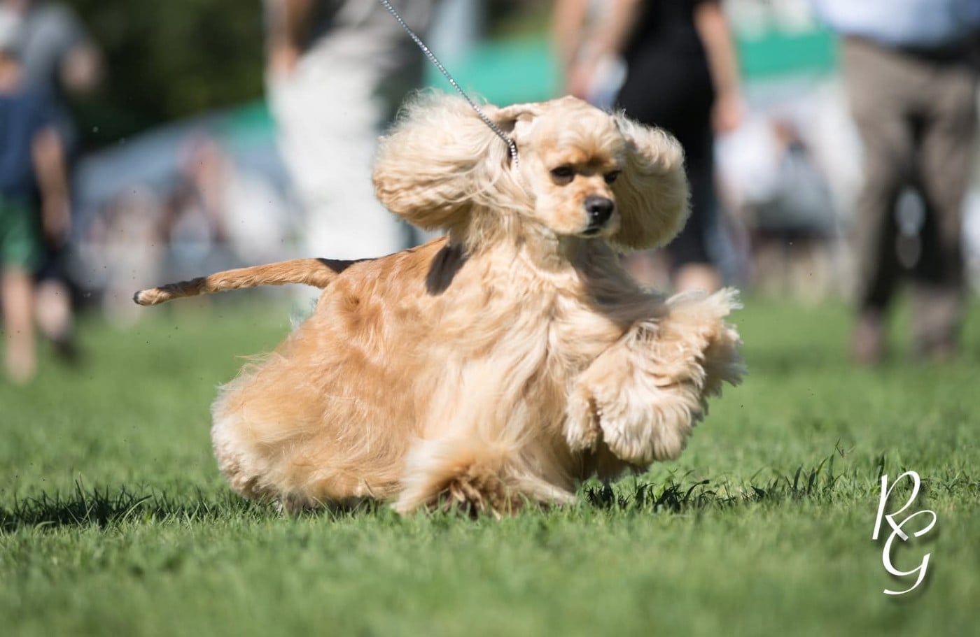 CH. Silver pine Winning way