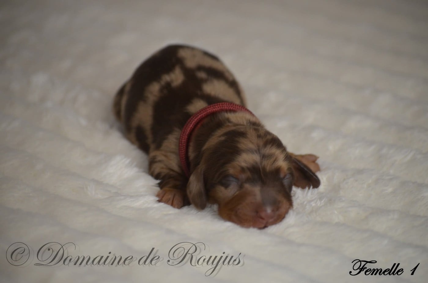 Publication : du domaine de janasse 