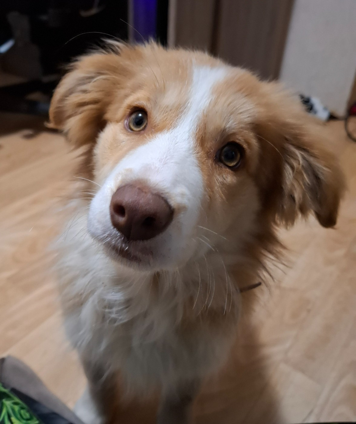 Publication : Des Truffes Colorées 