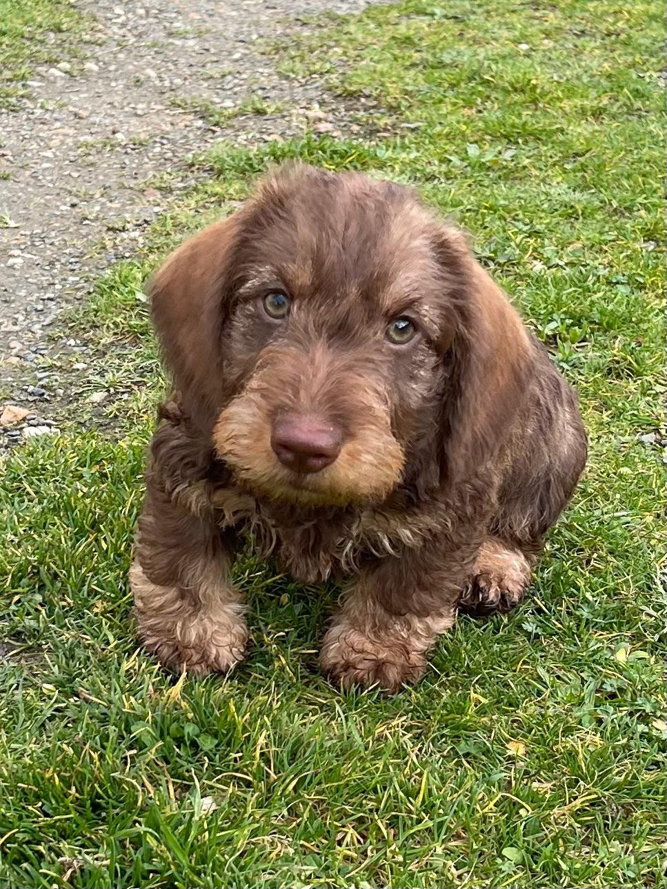 Publication : De La Plaine Des Muscatelles 