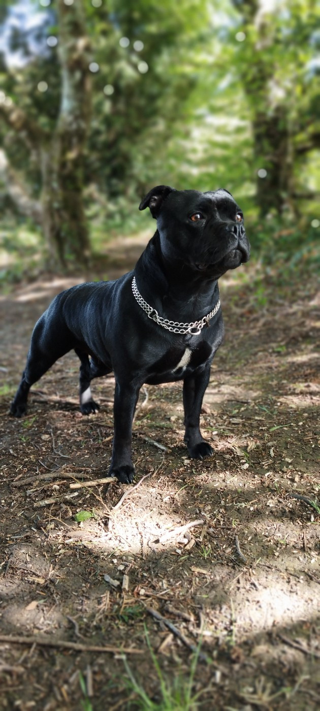 Publication : of Bulls and Terriers Auteur : Renaud Sébastien