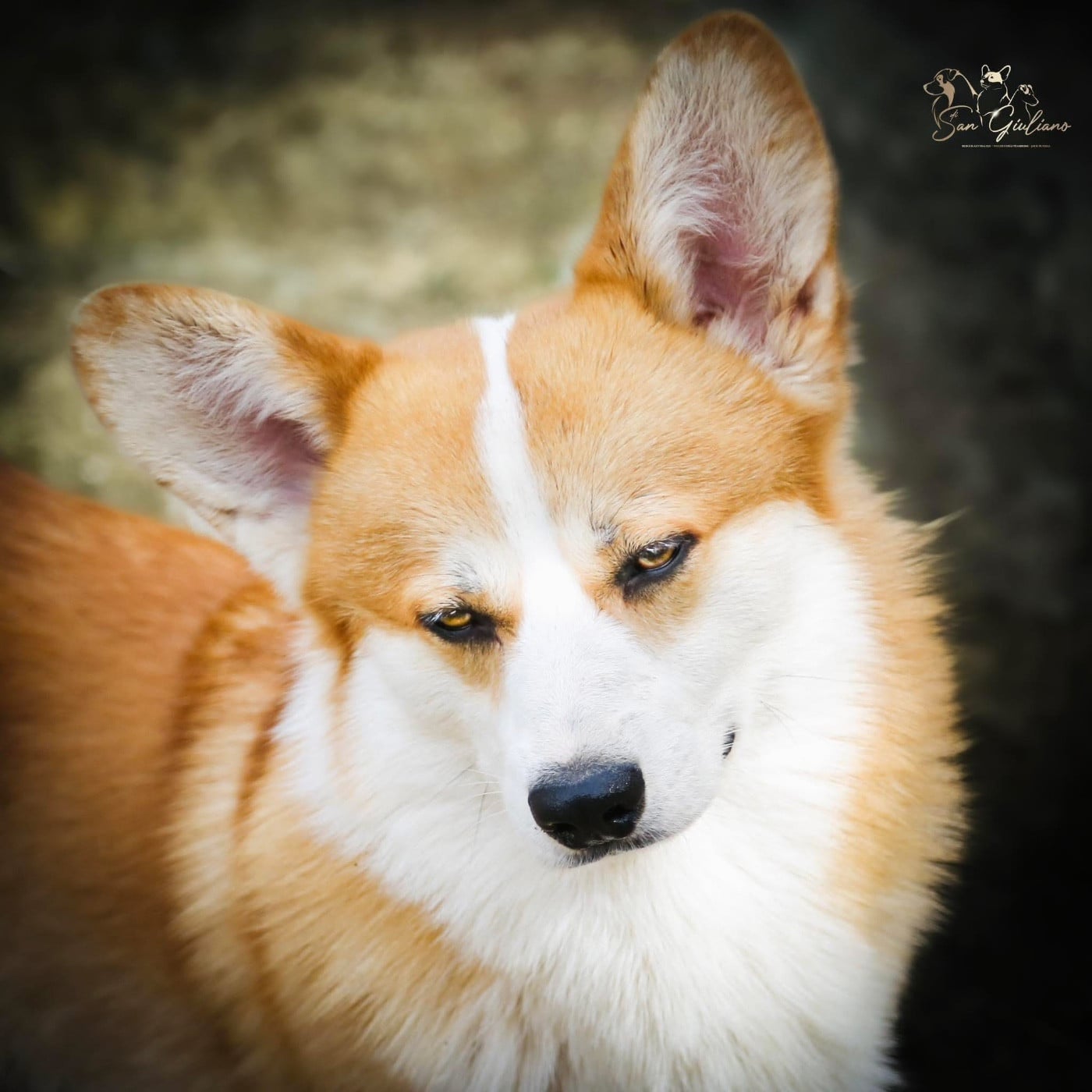 Publication : Di San Giuliano Auteur : Ad