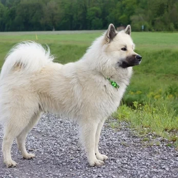 Publication : De La Flèche Etoilée 