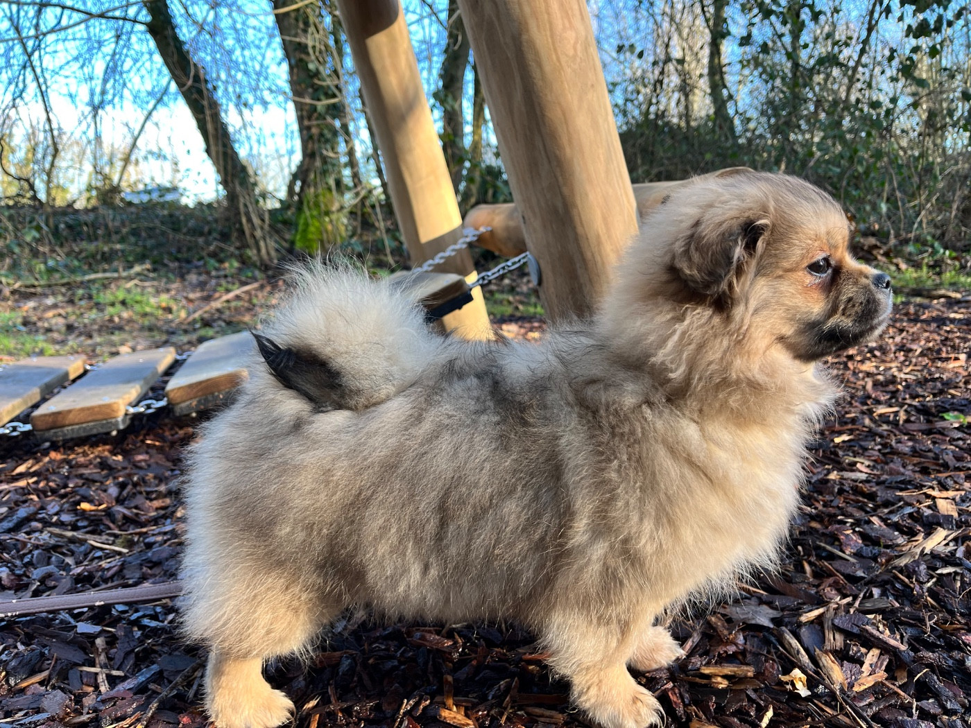 Publication : du Fond Touyen Auteur : De cooman