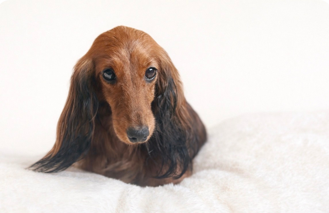 Publication : Di Casa Borgo